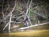 <p> Giant otter at his catfish dinner. </p>